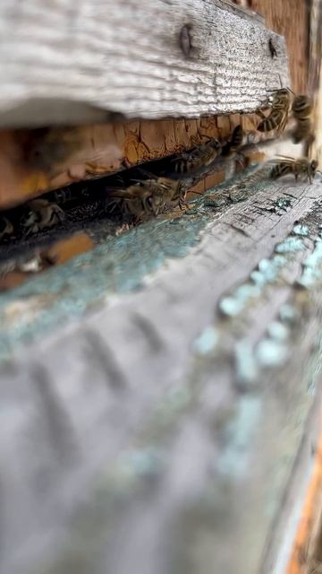 Как пчёлы собирают богатство природы