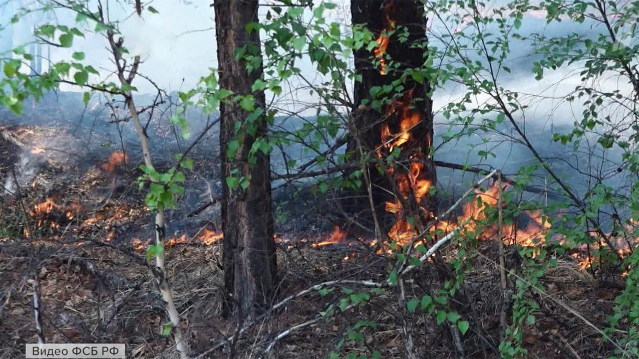 Из-за поджога леса у поселка Атамановка Забайкальского края возбуждено уголовное дело по статье "...
