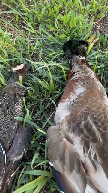 Весенняя охота на селезня #охота #весенняяохота #hunting