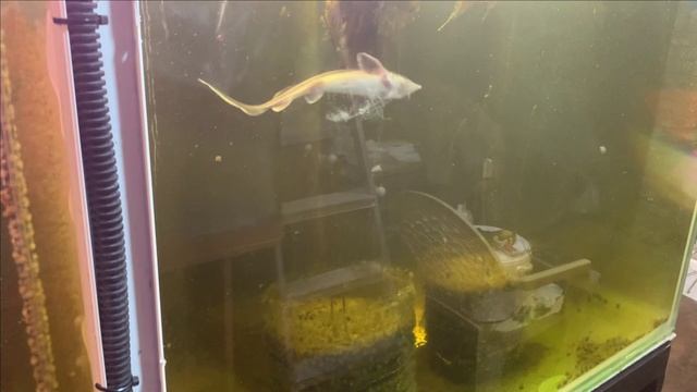 Как вырастить лотос?Шикарная скорость роста.Карп КОИ в пруду.