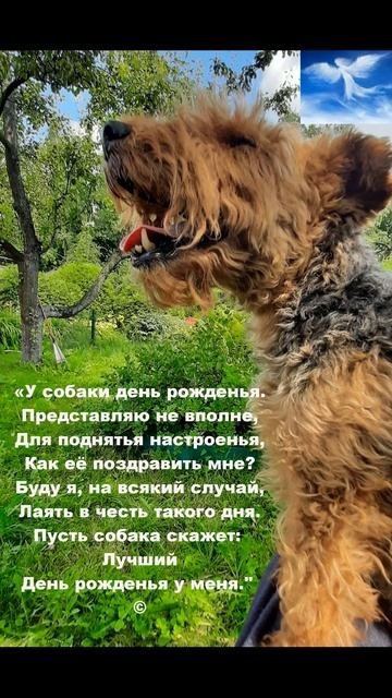 Вельш терьер 13 лет-Клавдия-VII-2025