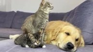 Кошка и котёнок спят с ретривером - 2025 год