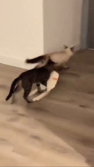 Похищение 🐈❤️🥰🤩💖😘