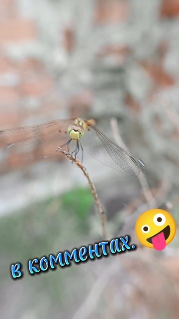 Тест на внимательность.