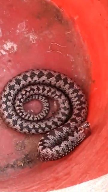 Новососедово. Встреча с гадюкой