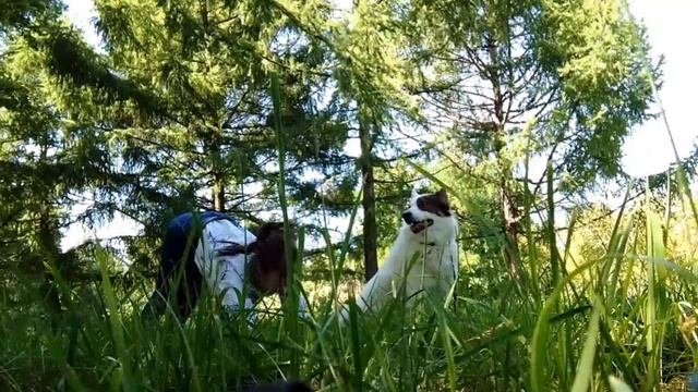 Гимнастика