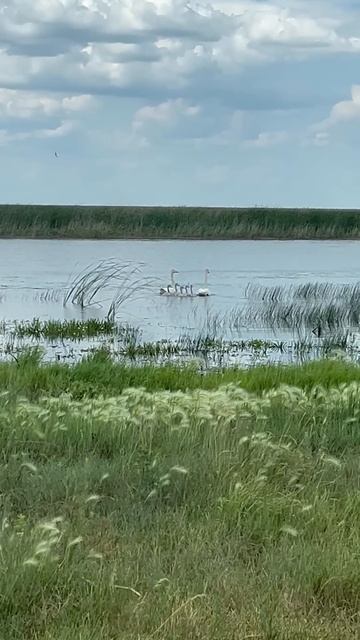 Смотреть видео онлайн