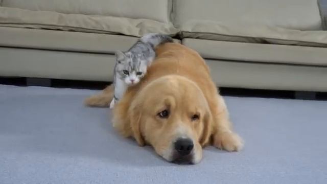 Что бывает, когда ретривер воспитывает котёнка - 2025 год