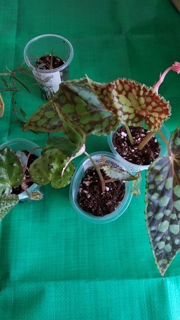 моя посылка