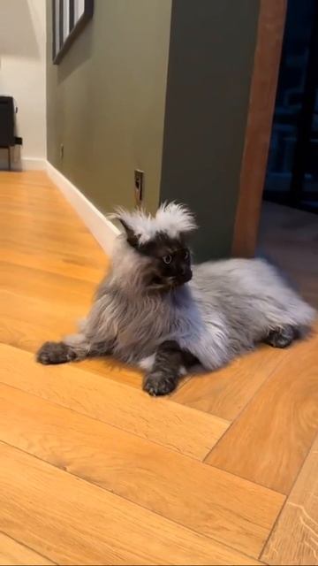 Ёшкин кот😂