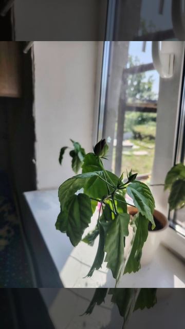 #люби #цвети#распускайся