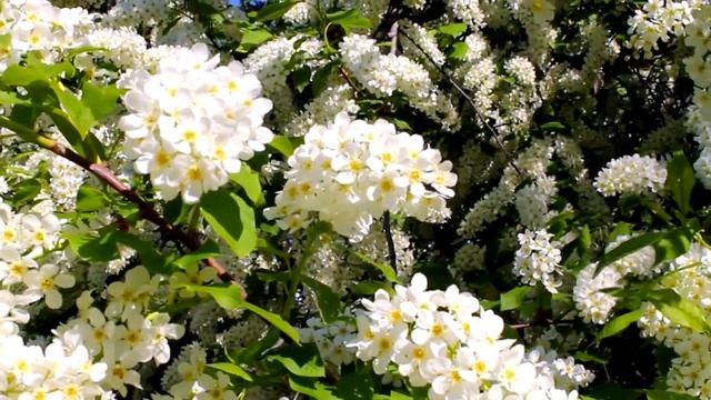 Весна пришла (стихотворение В. Гаазова)