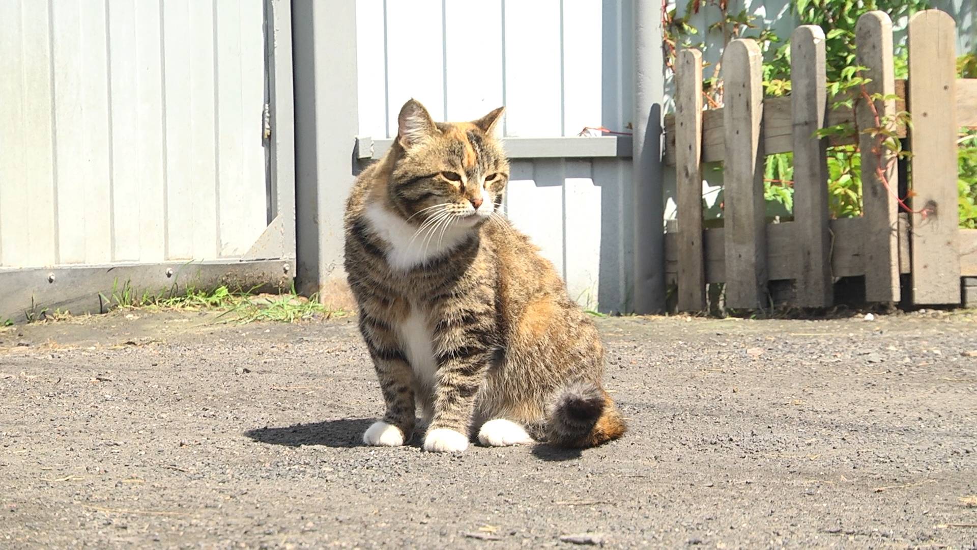 Приют - мечта детства: жительница Кургана собирает «под своим крылом» бездомных животных