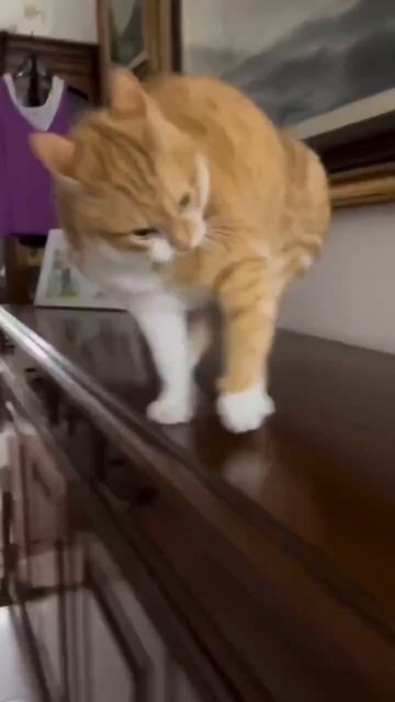 Бодро и энергично входим в новый день,конечно,вместе с рыжим котиком 🐈😋😍🤩