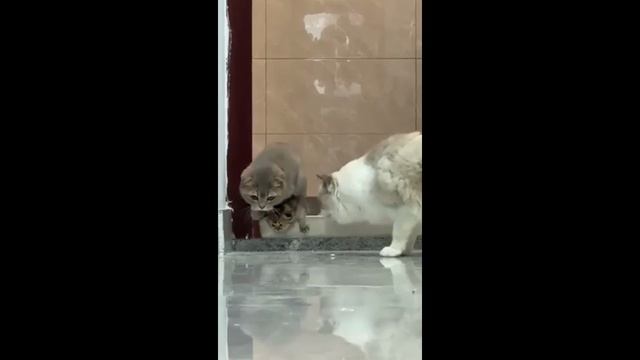Кошка утащила чужого котенка (uu)
