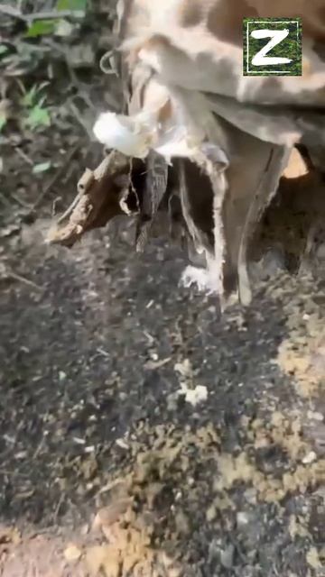 Вот такие последствия могут быть от Самодельных мин противника