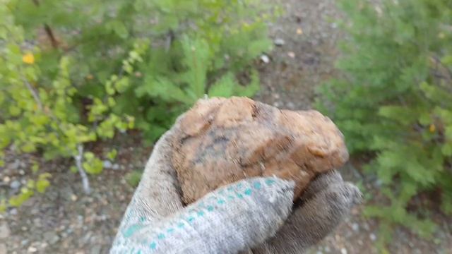 Приехал на старый прииск за золотыми самородками!!! Результат порадовал!!!