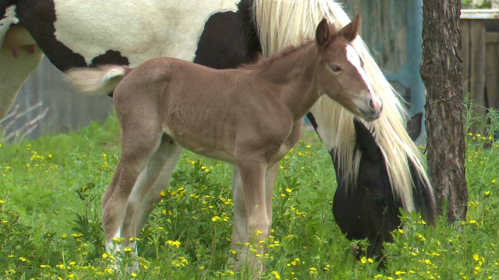 Читинские дачники жалуются на копытных разбойников