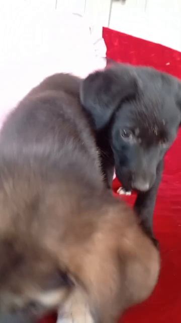 Малышки щеночки- девчонки в поисках своих мам и пап🥰Какие лапочки-дочки