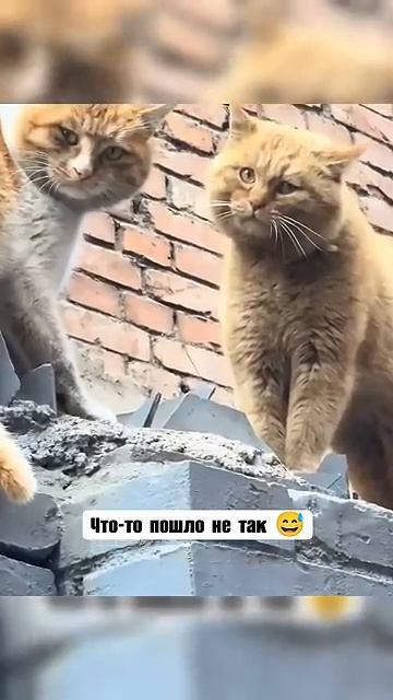 Что-то сказал на кошачьем