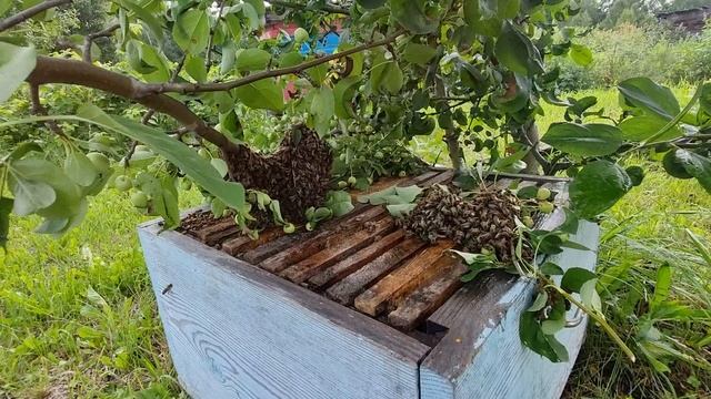 Пчелиный рой попался