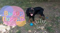 Выбор породы щеночка