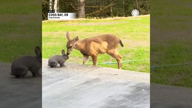 Оленёнок и кролик знакомятся 🐰🦌😍🤩❤️