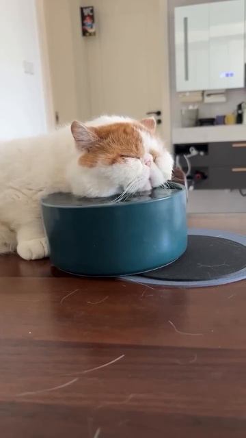 Котик пьет водичку 😍😋🤩🐈😻