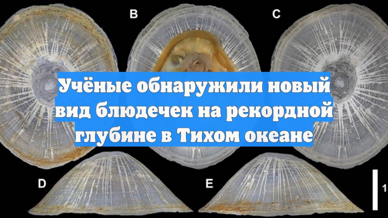 Учёные обнаружили новый вид блюдечек на рекордной глубине в Тихом океане