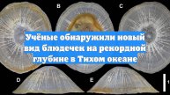 Учёные обнаружили новый вид блюдечек на рекордной глубине в Тихом океане