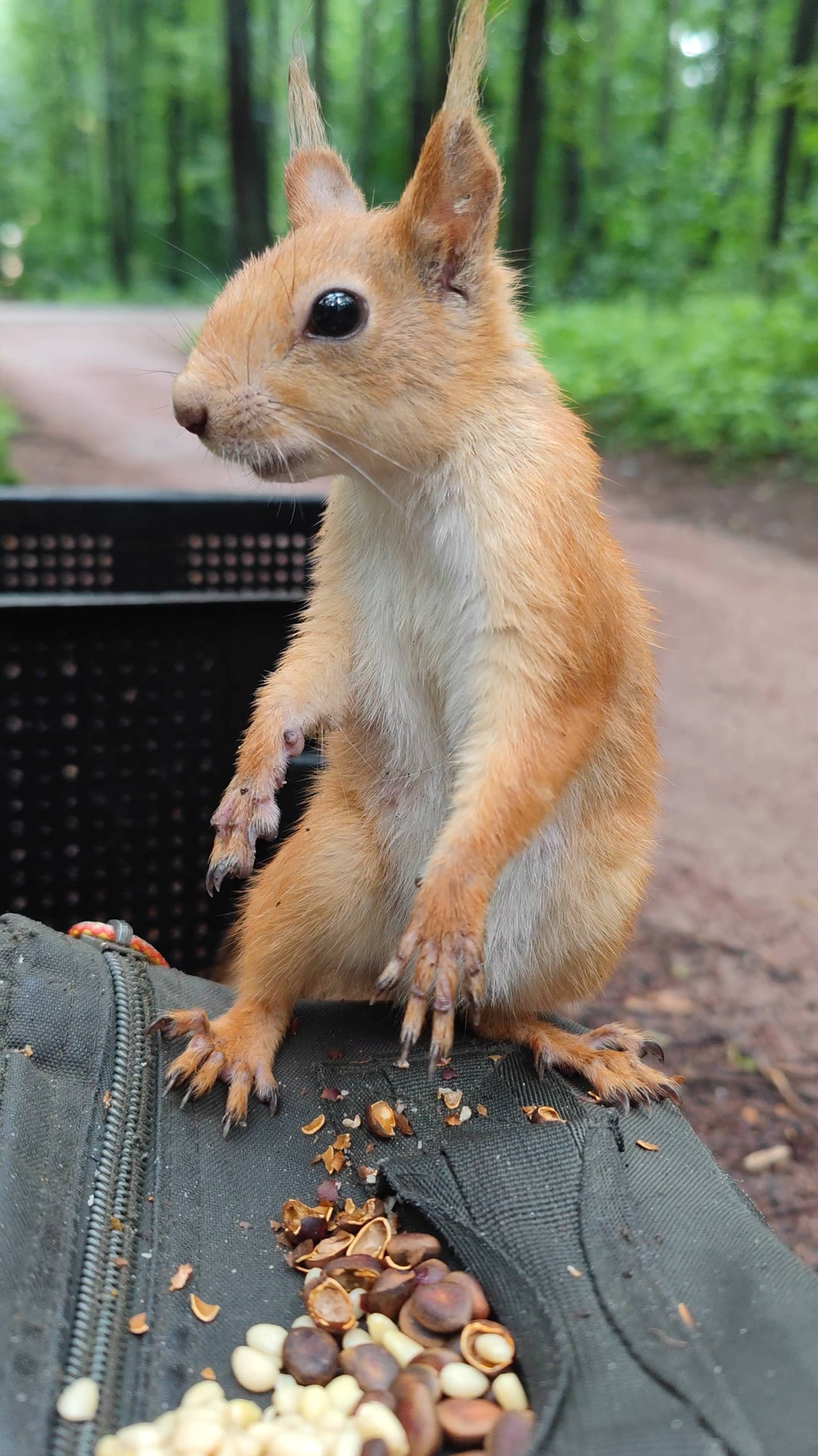 Эту белку можно гладить
