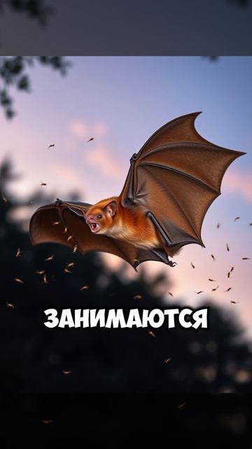 Важность гуманного отлова летучих мышей — почему не стоит их убивать