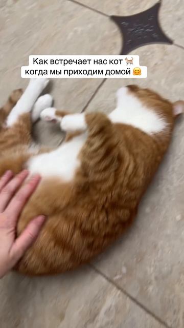 Как встречает нас Китик ☺️