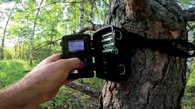 Фотоловушка. Лось.