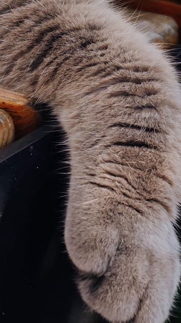 💛🐈#кот #котики #уличныйкот #спб #маленький #cat #shorts