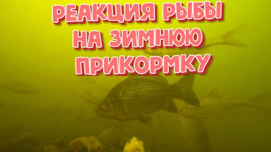 Реакция рыбы на зимнюю прикормку ( подводная съемка)