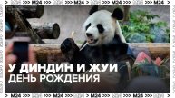 Московский зоопарк подготовил развлекательную программу в дни рождения панд Диндин и Жуи - Москва 2