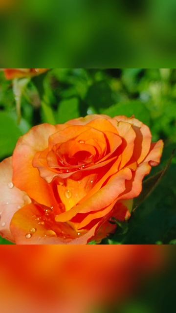 Садовый мир: Оранжевая роза