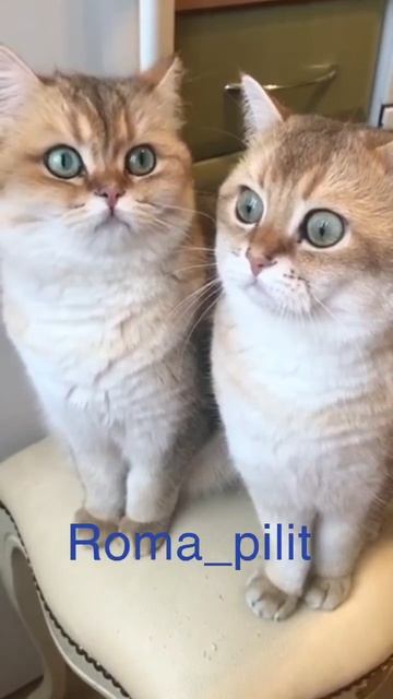 #котэ #с маслом #глазки
