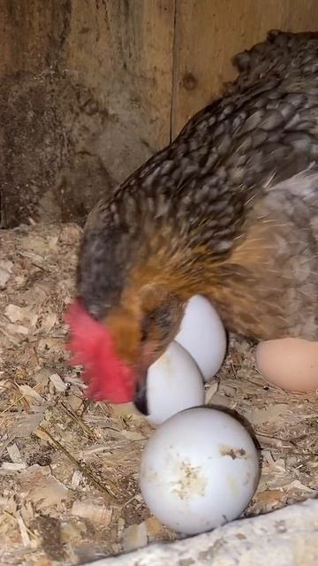 Наша курочка и заботливая Мама