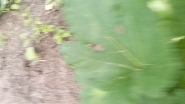 30 июля 2025 года. Утро. Собираю огурчики.