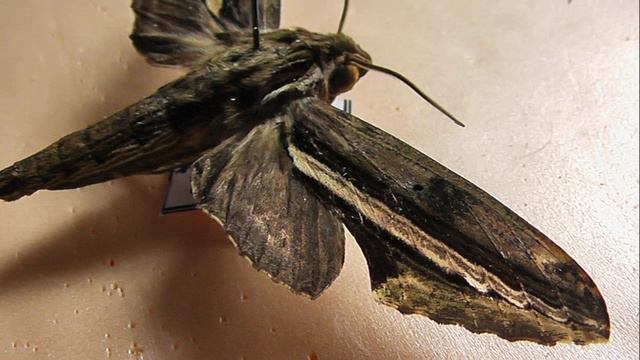 БРАЖНИКИ: 405. Centroctena rutherfordi