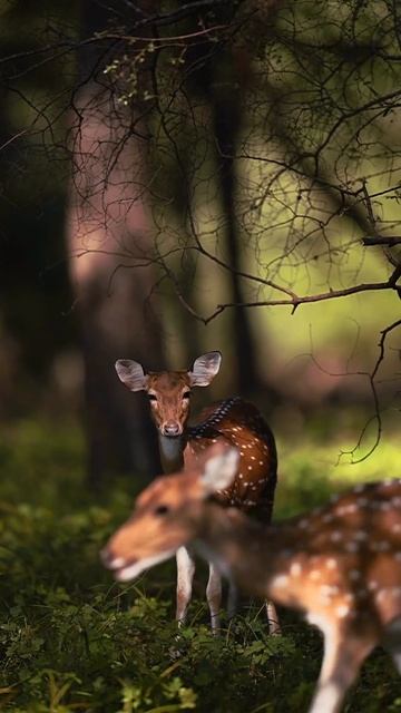 😍 Милые косули