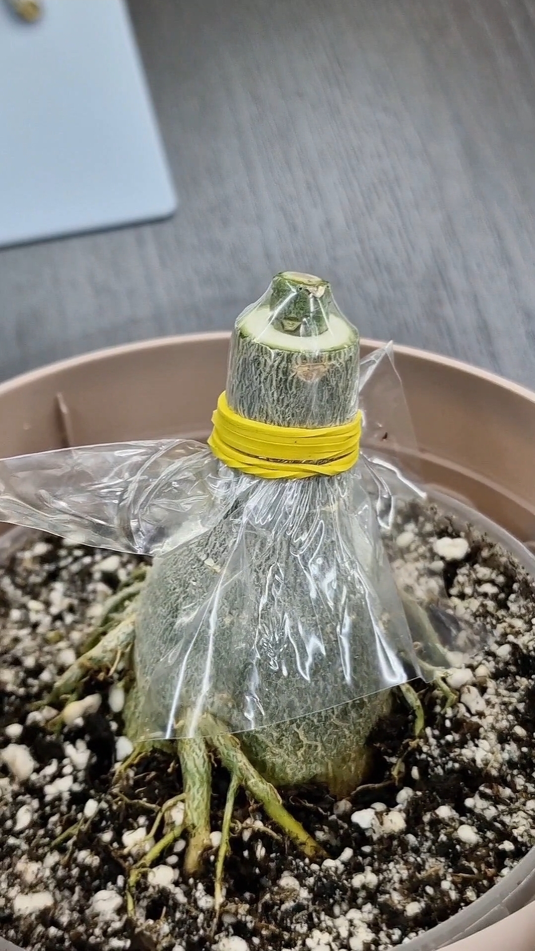 Прививка адениума техникой флат.