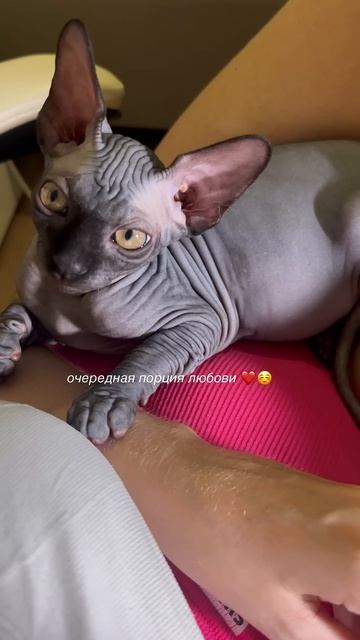 Любовь ❤️ #сфинкс #кот #котики