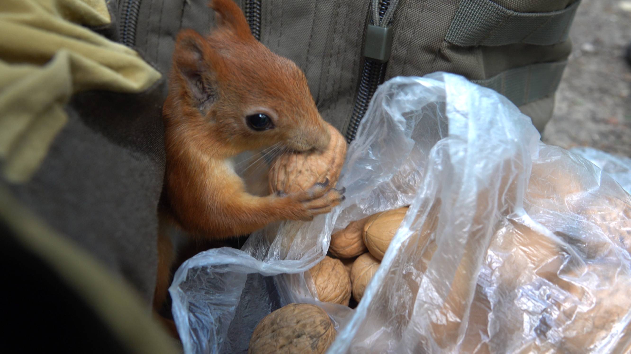 Много белок. Зарисовка