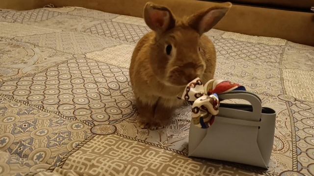 Дейла и дамская сумочка