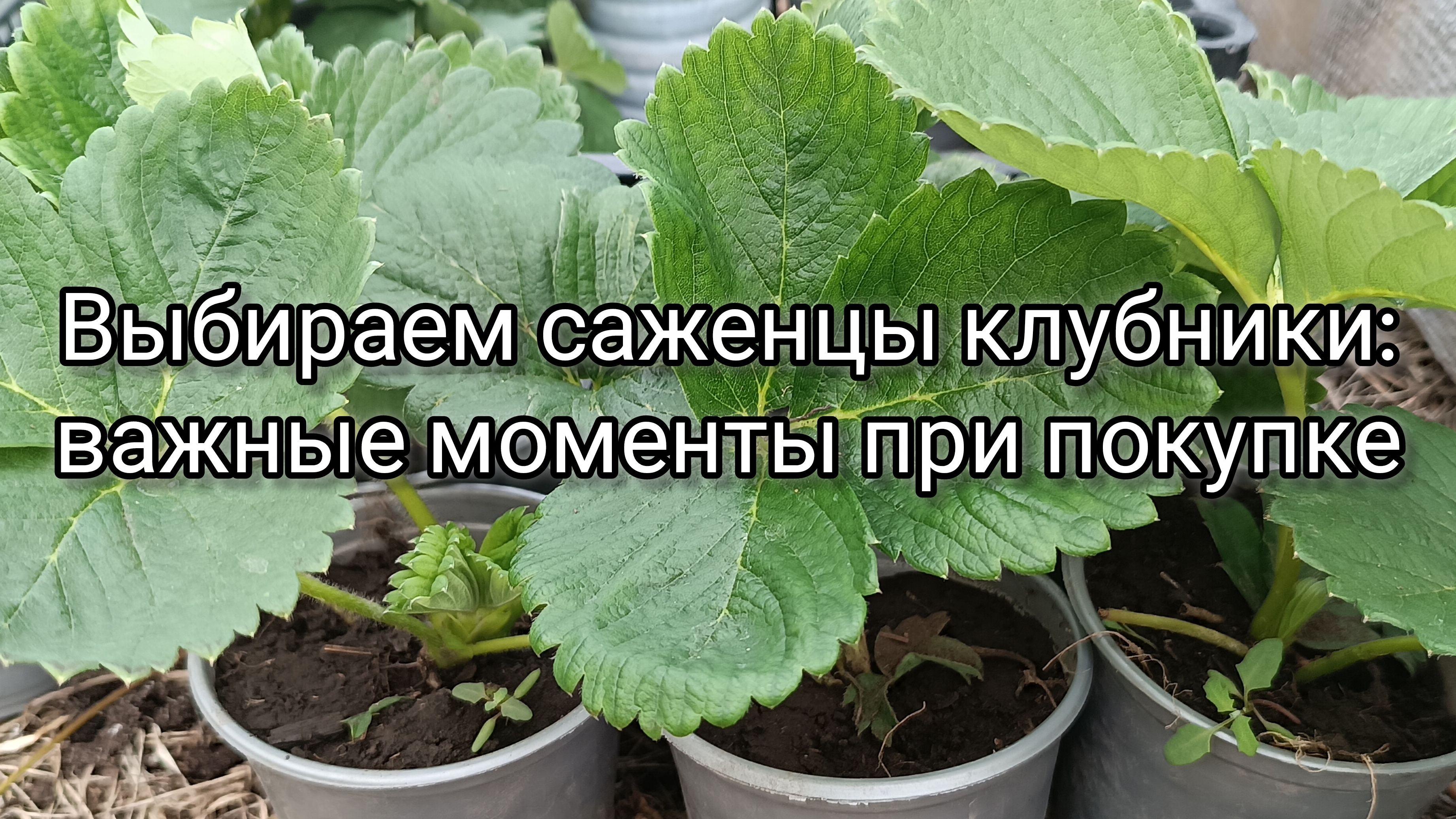 Выбираем саженцы клубники: важные моменты при покупке