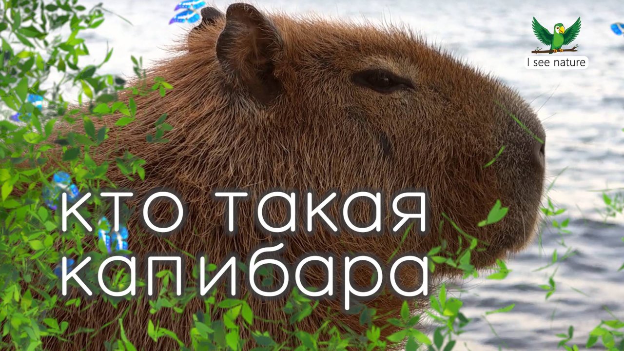 Кто такая капибара?