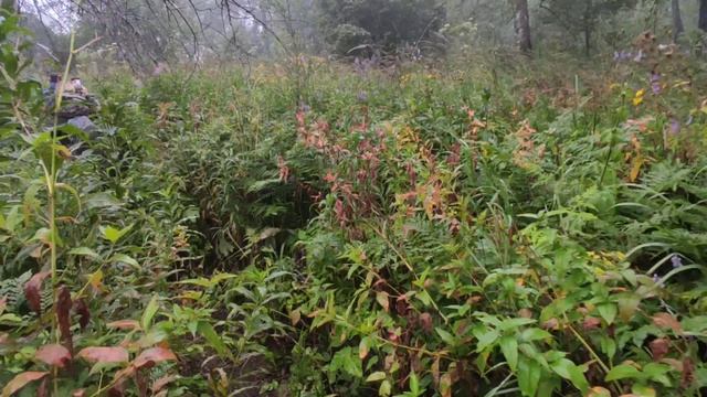 Айгир | Зубы Шурале| Пик Уфа